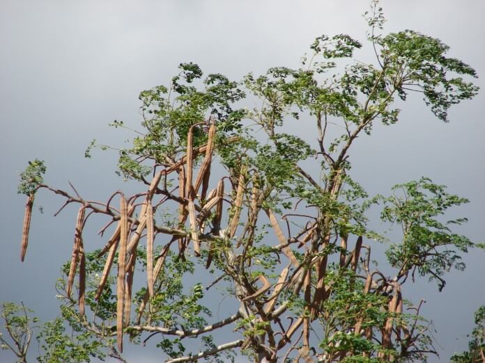 Moringa - tree of longevity